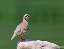 夏日里的石鸡，祝各位老师小年快乐。