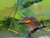 一组迟发的黑鳽