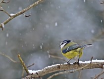 蓝冠山雀