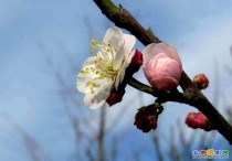 东便门明城墙遗址《梅花》