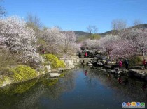 北京植物园春景