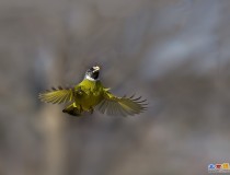 领雀嘴鹎