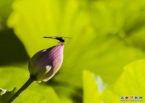 学拍莲花池荷花2