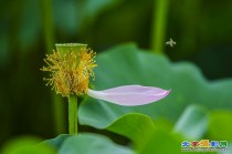 花败蜂也去