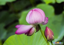 雨后荷花