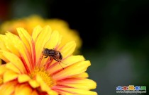 菊花与昆虫