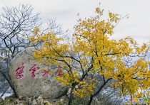 雪后风景