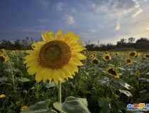 葵花向阳——落日篇