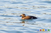 颐和园的“丑鸭”——海番鸭