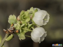 水漳蓝莓花3