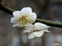 东便门明城墙遗址《梅花初开》