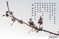 桃花、杏花，当一幅横披画！