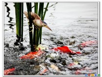 黄苇鳽［这么多鱼，抓条红鱼］