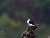 好大的雨（白腿小隼）