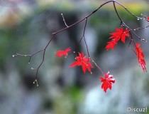 秋雨