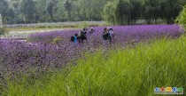 人间花海