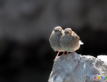 盼归——红尾水鸲