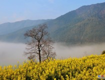 婺源江岭风光