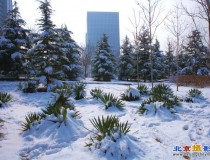 春雪兆丰年（2013.3北京春雪）