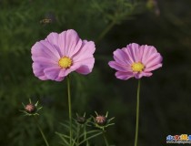 奥森北园波斯菊。