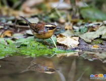 同一点的棕眉山岩鹨、燕雀