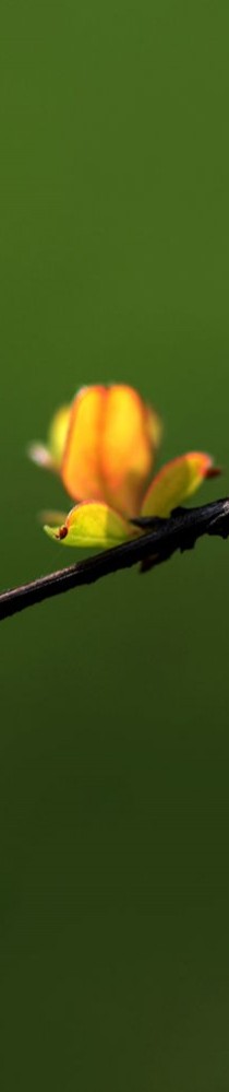 春芽初萌