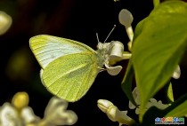 蝴蝶与丁香花；