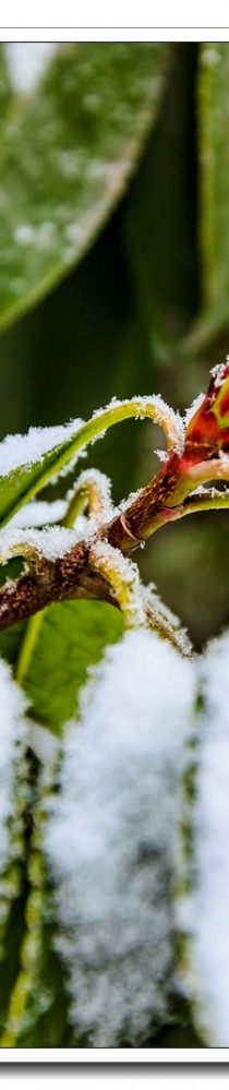 二月雪花润万物