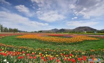 狼牙山郁金香园