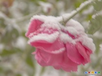 初雪赏月季