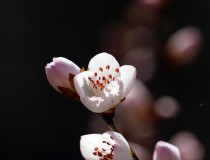 春天里的花朵（三）————桃花