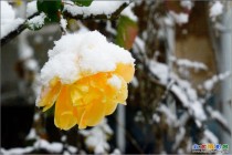 迎风傲雪月季花