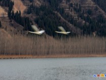 与天鹅学习拍摄练习飞翔