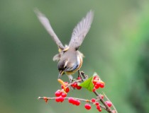 莲花池公园漂亮的蓝靛颏