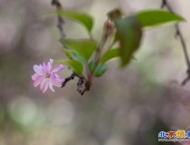 海棠几片.请指正!