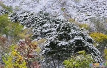 雪景