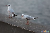 昆明海埂公园的红嘴鸥