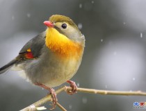 雪中相思