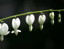 今年的菏包牡丹；