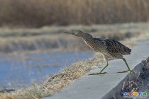 大麻鳽