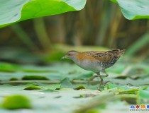 小田鸡