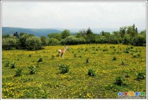 高山“花园”见鹿影