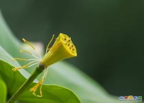 学拍圆明园荷花3