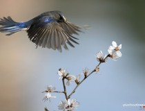 红胁蓝尾鸲