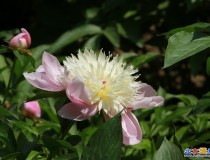 随拍练习景山公园的芍药花月季花