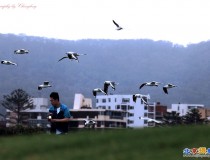 海鸥争食全记录