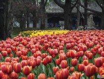 郁金香花满园