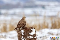 雪中鵟