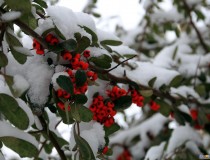 2014龙城第一雪