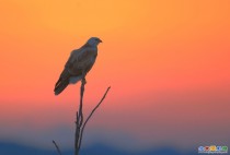 落日.  夕照.  鵟舞.